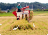 稲刈り