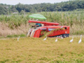 稲刈りとサギ