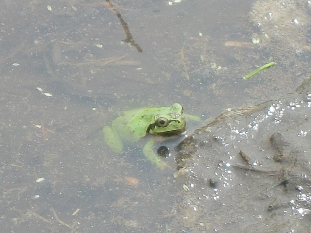 アオガエル