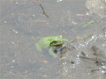 アオガエル