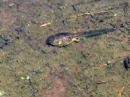 オタマジャクシ