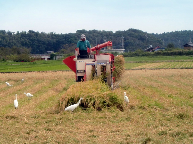 最後の稲刈り