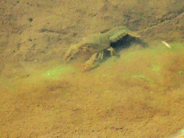 アメリカ・ザリガニ