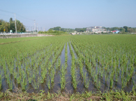 田植えから1ヶ月の田