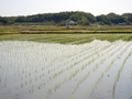 田植えの終えた田んぼ