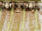 苗を植えるようす