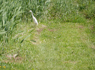 増えているサギ