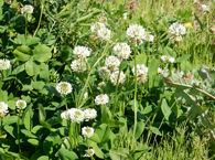 春の花 シロツメクサ