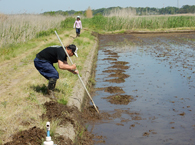 代掻き後に浮いた古い藁を畦に上げる