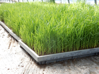 育苗ハウスにある苗