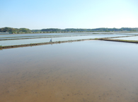 田植えの終わった近くの田んぼ