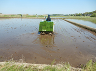 田植え順調です