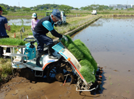 田植え機に苗をセット