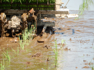 田植え機苗植え部 拡大