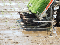 田植え機 順調に植えています