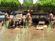 田植え機苗植え部 拡大