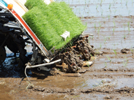田植え機 順調に植えています