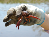 排水路からアメリカザリガニ