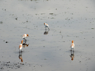周辺部の風景 アマサギ