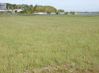 水張前の田んぼ