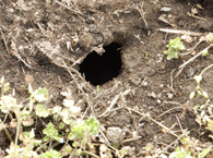 アメリカザリガニの穴？