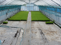 苗を育てていたビニールハウス