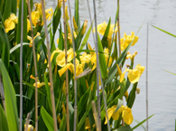 中央排水路のカキツバタ