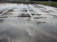 田馴らし後の田んぼ