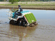 田植え機で田植え