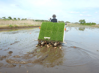 田植え機 順調に植えています