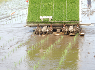 田植え機 順調に植えています