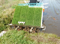 田の端は植えるのに気を使います