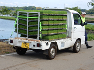 軽トラックで田んぼへ