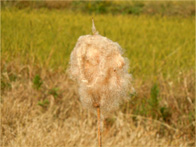 ほどけたガマの穂