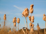 ほどけたガマの穂