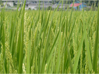 稲の若穂