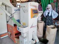 籾摺り機から出てくる玄米