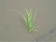 しっかりと植えられた苗