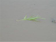 流れてしまった苗