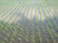 田んぼに映る雲