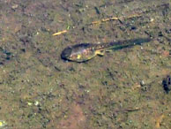 オタマジャクシ