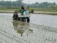 田植え１