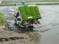 田植え３