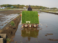 2011年の田植え１