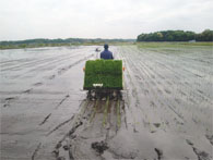 最後の田植え