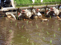 田植え機が植えるようす
