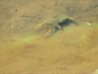 アメリカザリガニ